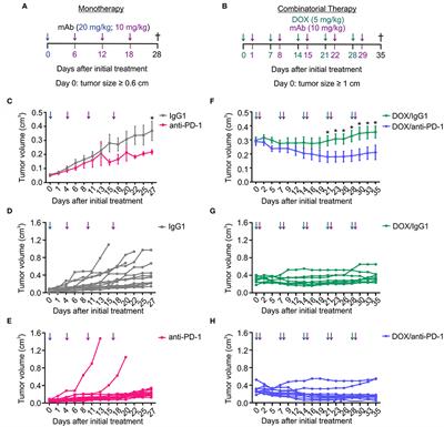 Immune Checkpoint Blockade Improves Chemotherapy in the PyMT Mammary Carcinoma Mouse Model